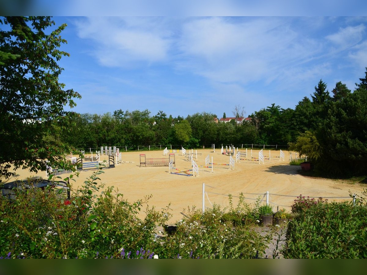 ☆ Bereiter*in in privaten Springstall gesucht ☆