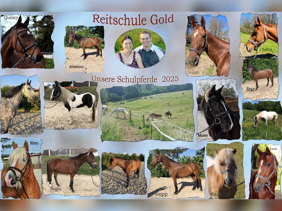 Mitarbeiter gesucht für unseren Pensions- und Reitschulbetrieb (Teilzeit oder Vollzeit)