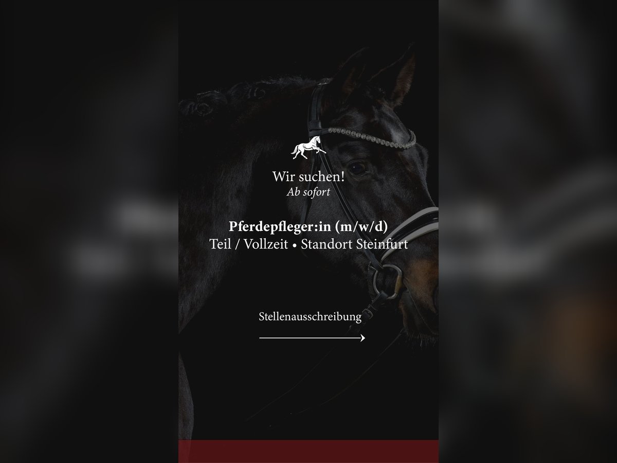 Pferdepfleger/in / Stallhilfe / Reiter/in gesucht 