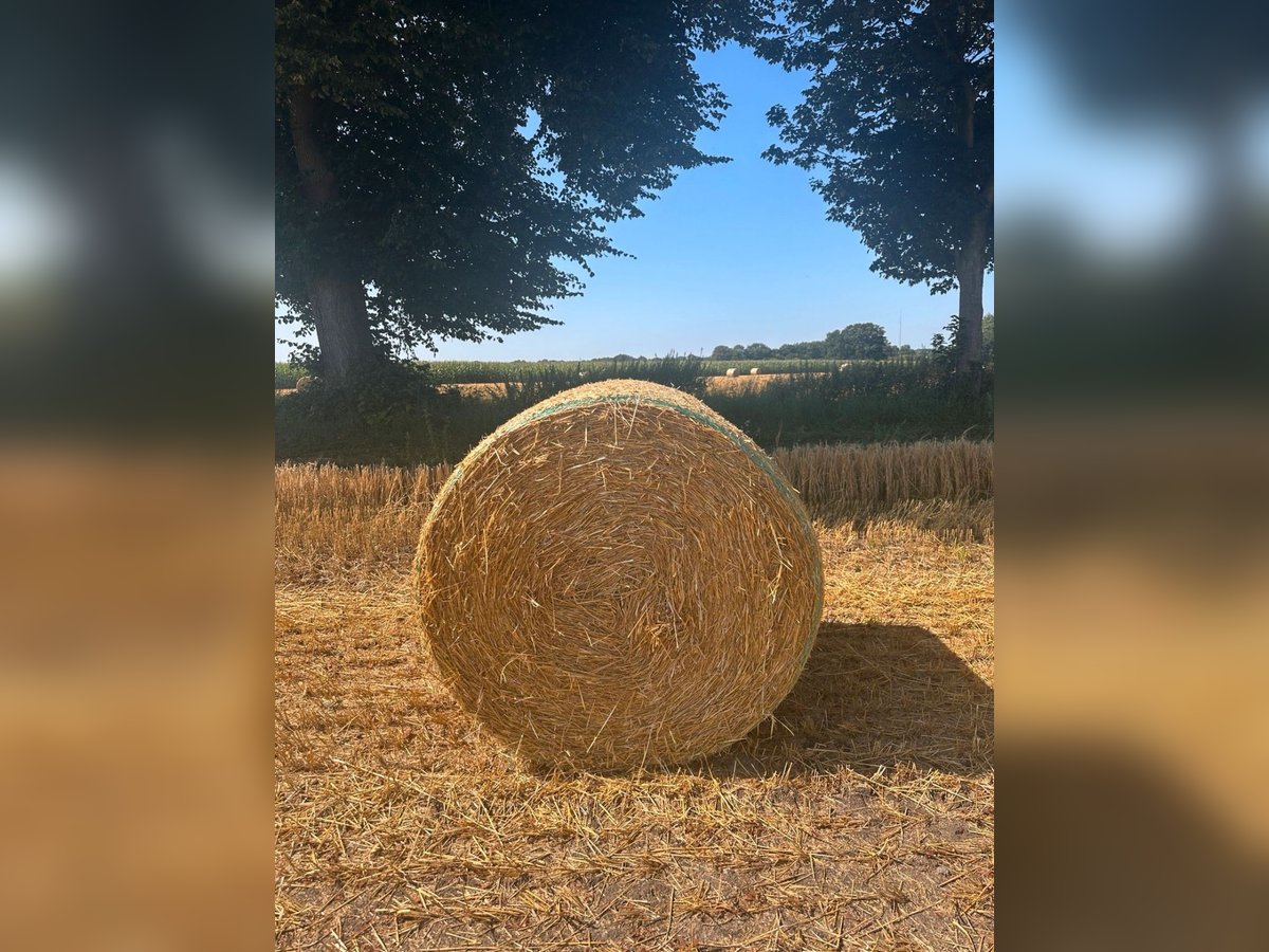 Rundballen Gerstenstroh und Weizenstroh Rundballen Gerstenstroh und Weizenstroh