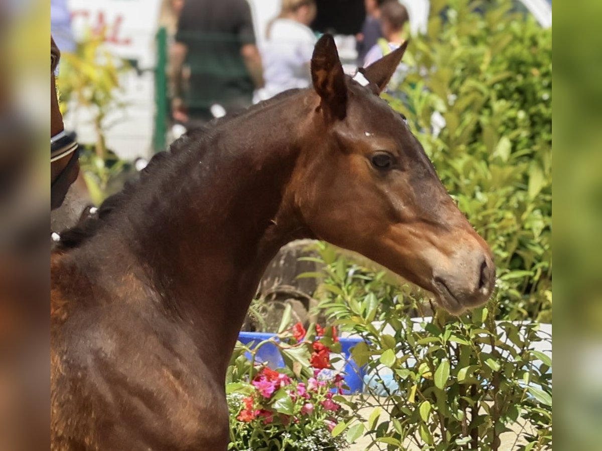 Aufzuchtplatz für Hengstfohlen, Dt.Reitpony