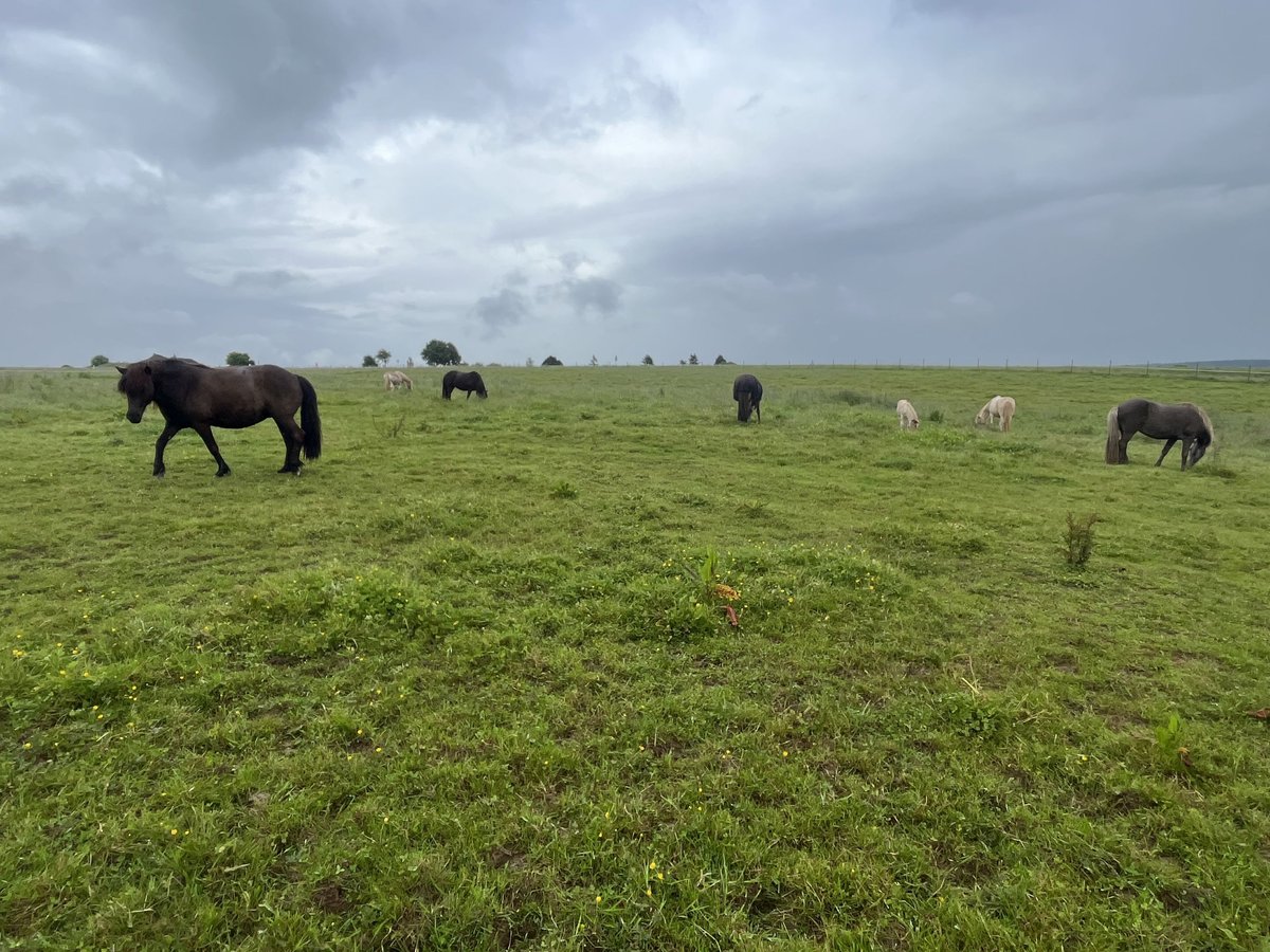 Jungpferde Aufzucht Einstellplatz für Jungstuten und Junghengste/-wallache in der Eifel 
