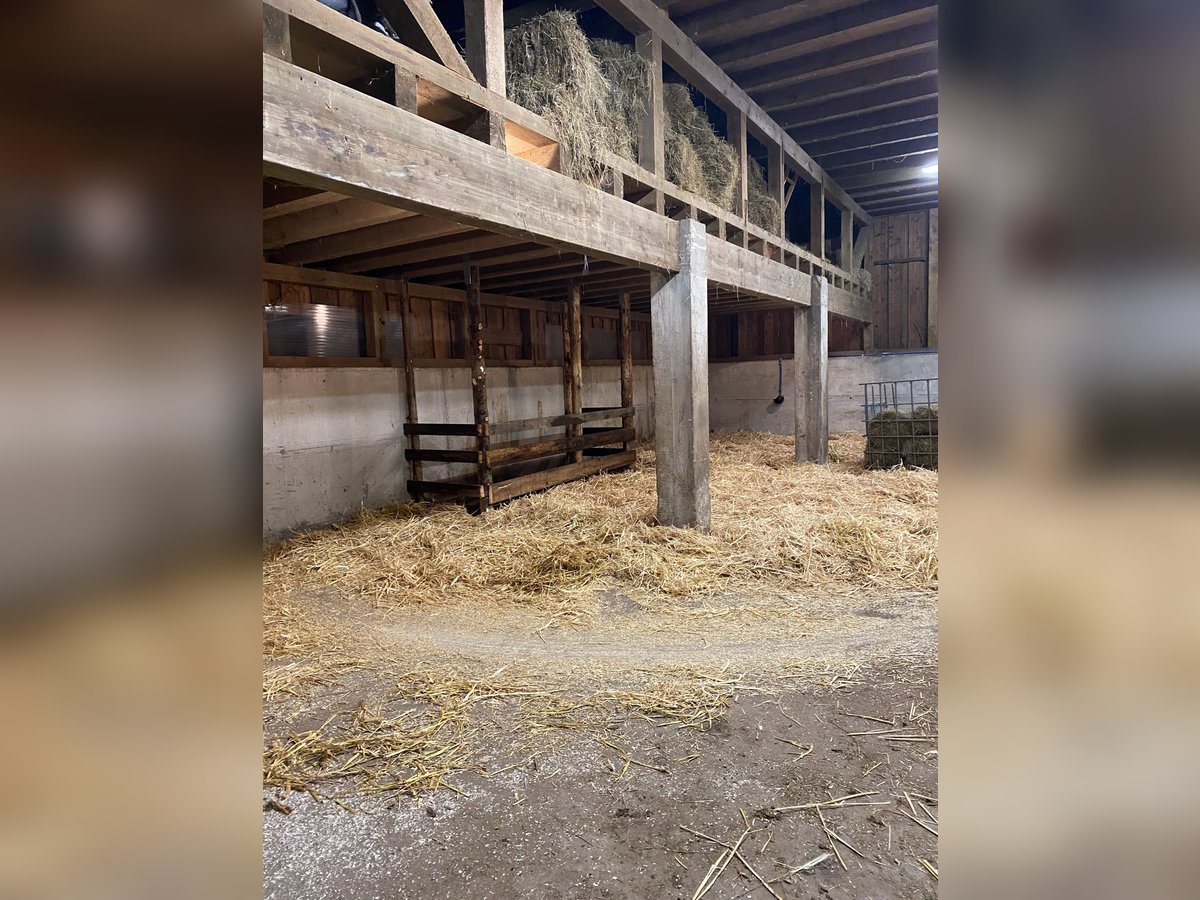1 - 2 Plätze im Offenstall