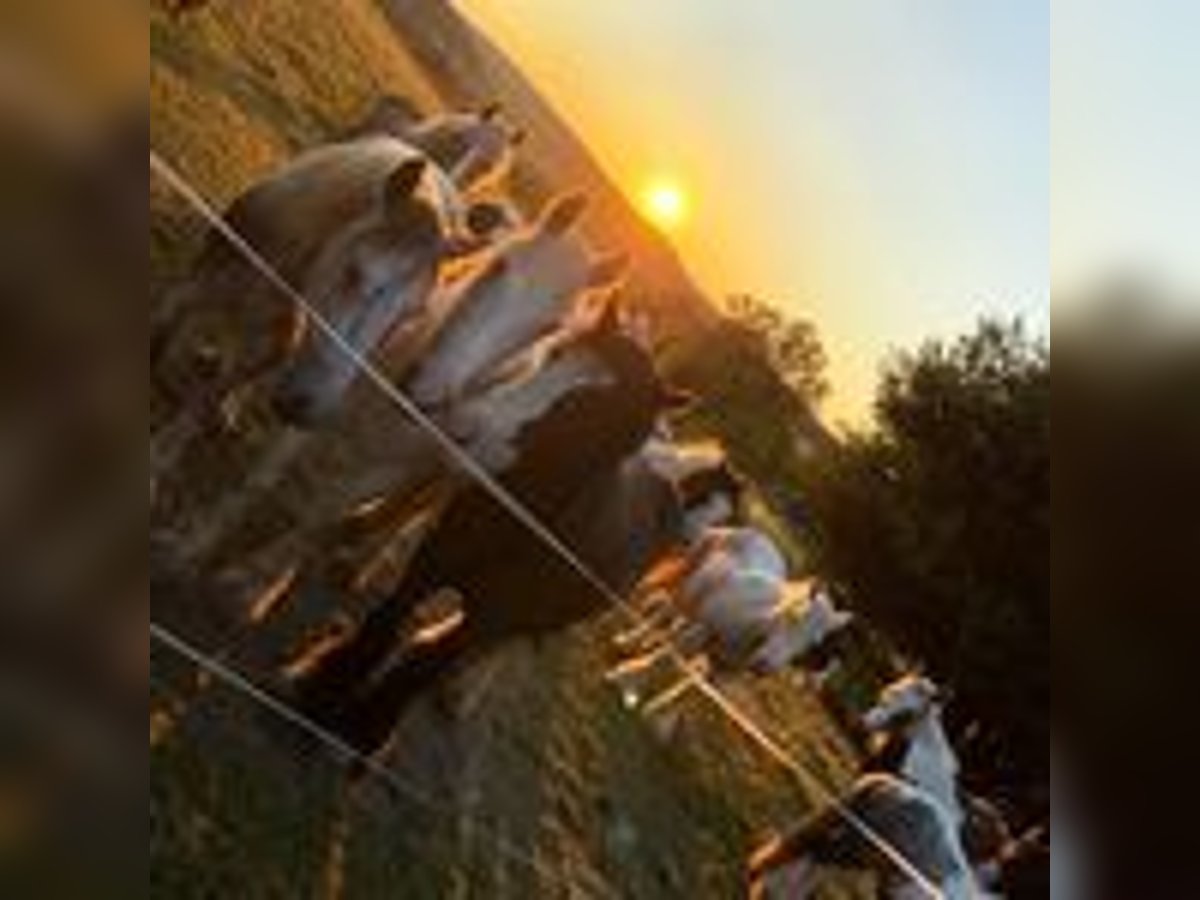 Offenstallplätze frei