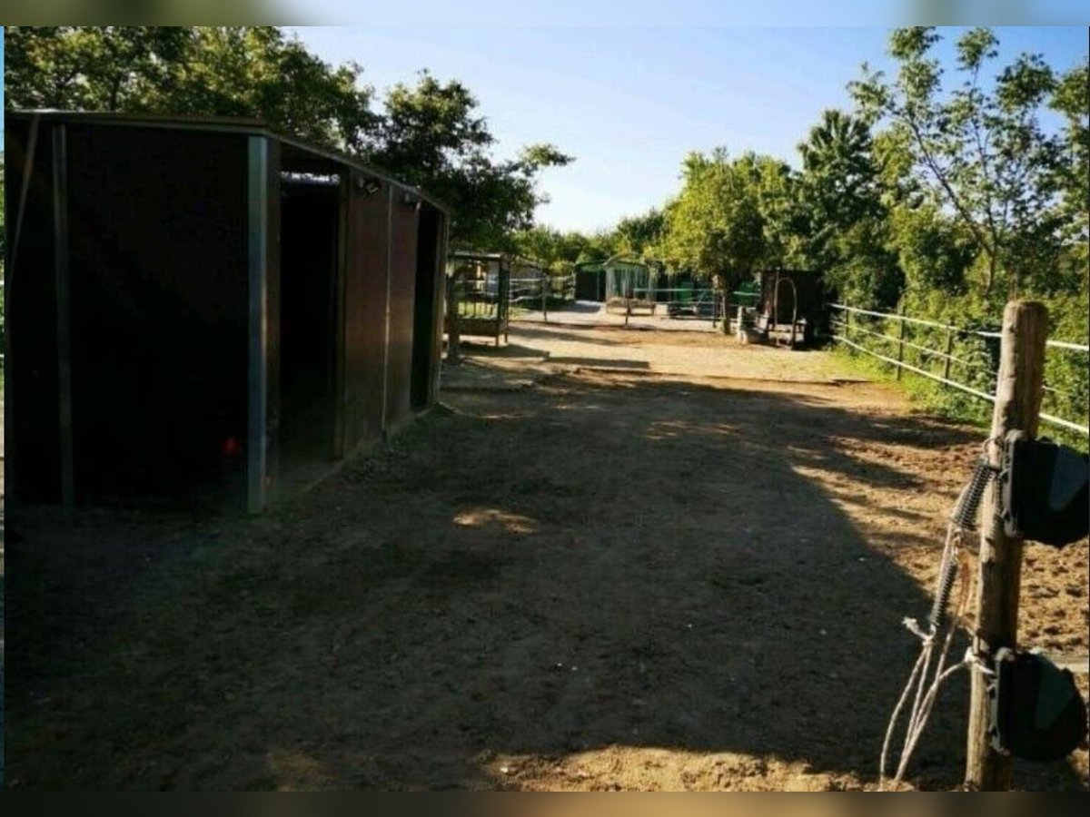 Offenstallplatz Offenstall mit Weiden Selbstversorger Wallach