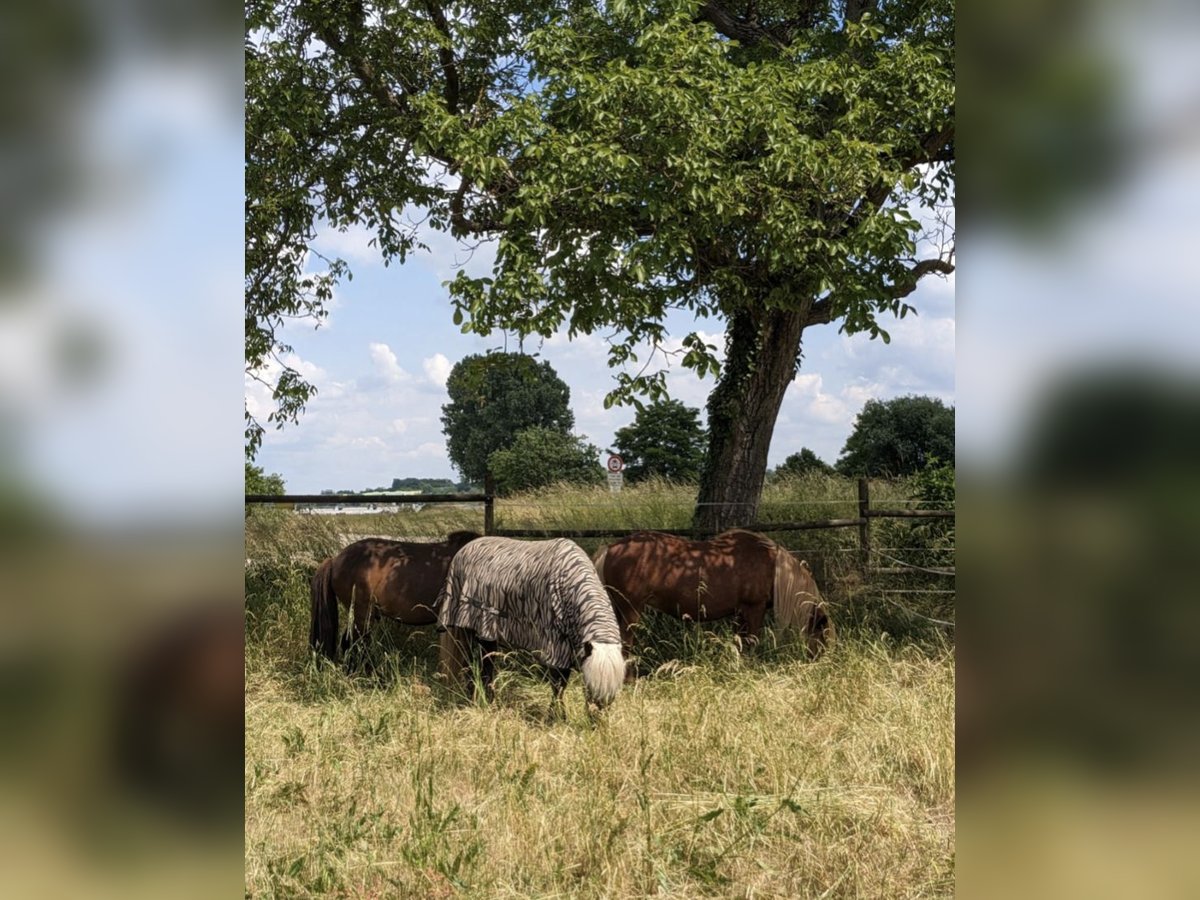 Offenstallplatz - Selbstversorger - Islandpferde - Allergiker und Rehegeeignet - bedampftes Heu