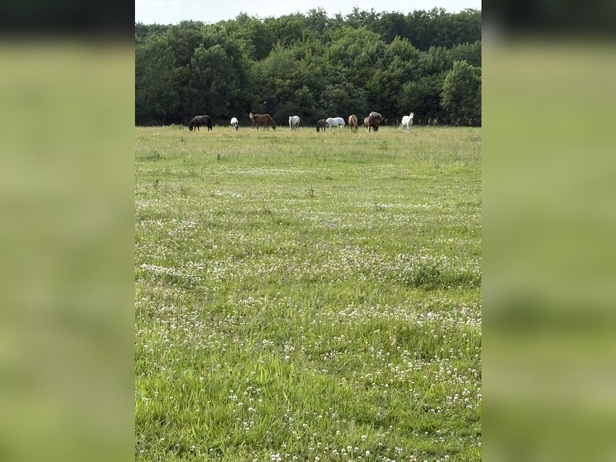 Pension près  Pension près