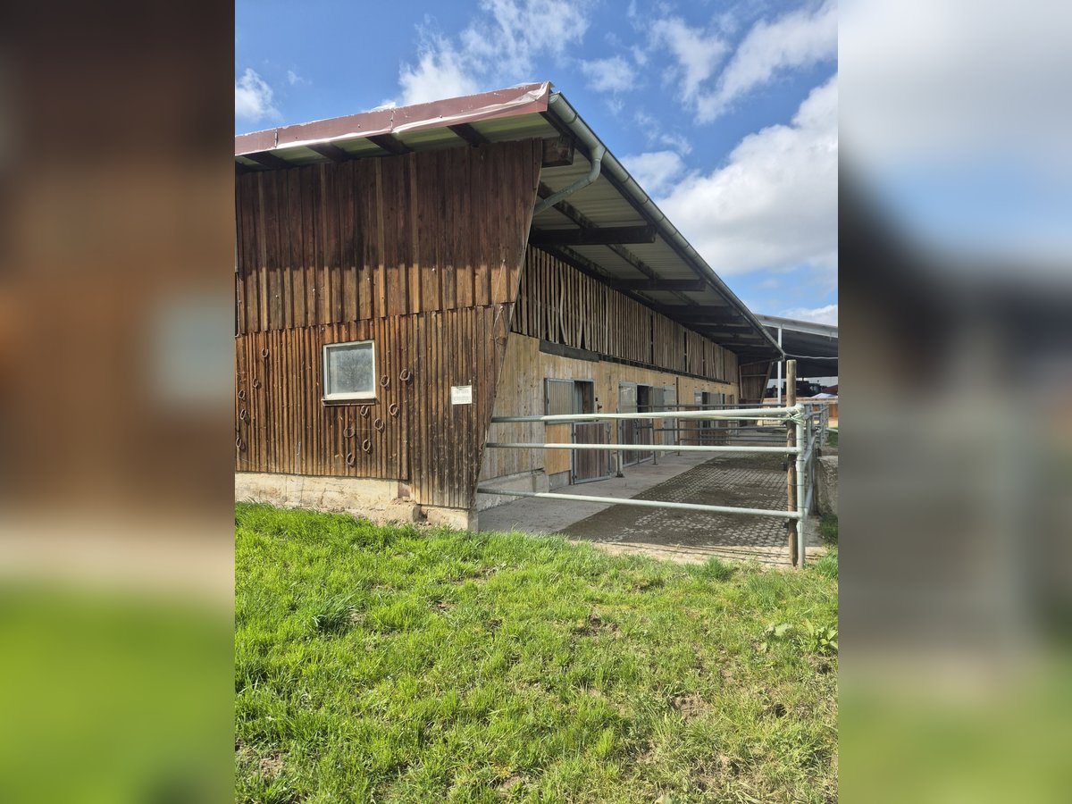 Paddockbo  Vollpension Selbstversorger 