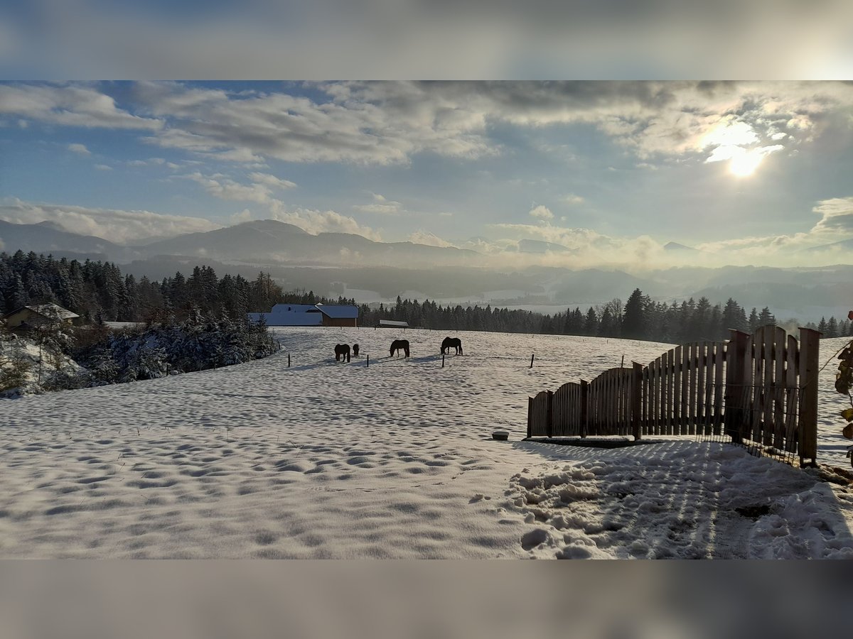 Paddockbox in wunderschöner Lage