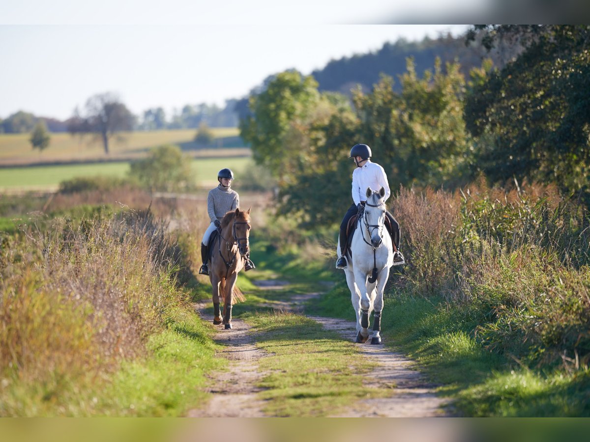 Fleesensee - Reiturlaub mit eigenem Pferd /Robinson Club/ Beech Resort / Mecklenburg-Vorpommern  