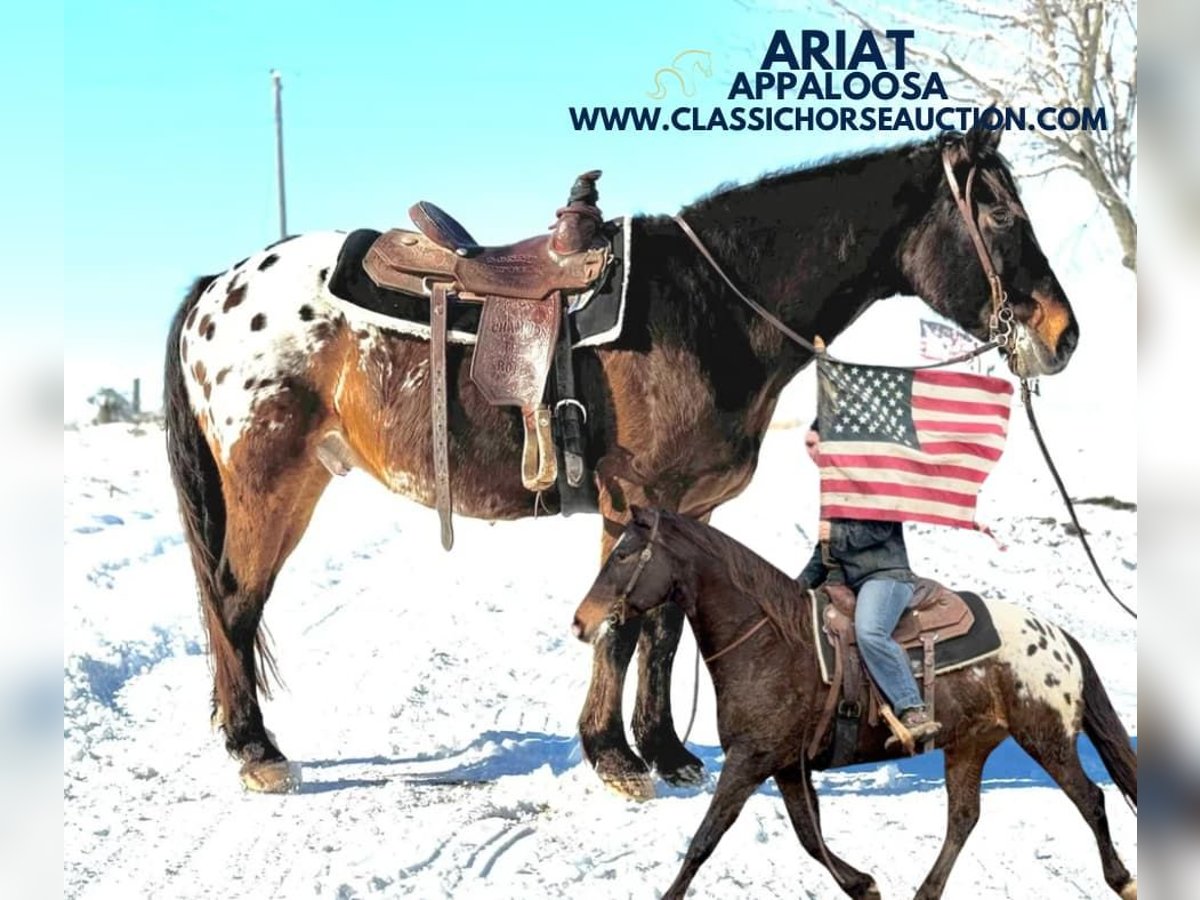 Appaloosa Caballo castrado 10 años 152 cm Castaño rojizo in Sheldon, MO