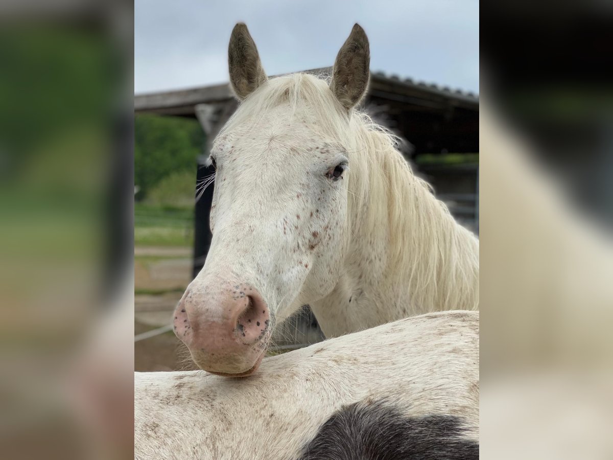 Appaloosa Mestizo Caballo castrado 10 años 154 cm Tordo rodado in Obing