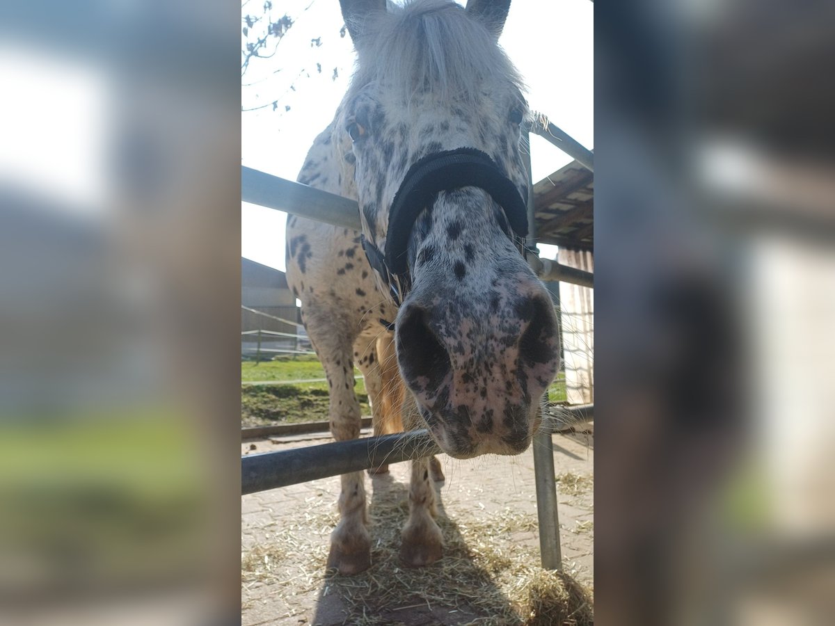 Appaloosa Caballo castrado 10 años 155 cm Pío in Sigmarszell