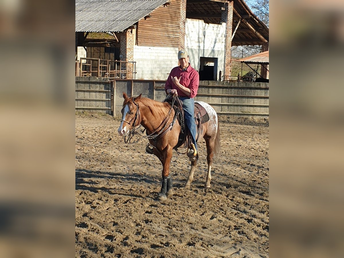 Appaloosa Caballo castrado 10 años 160 cm Alazán in Milano