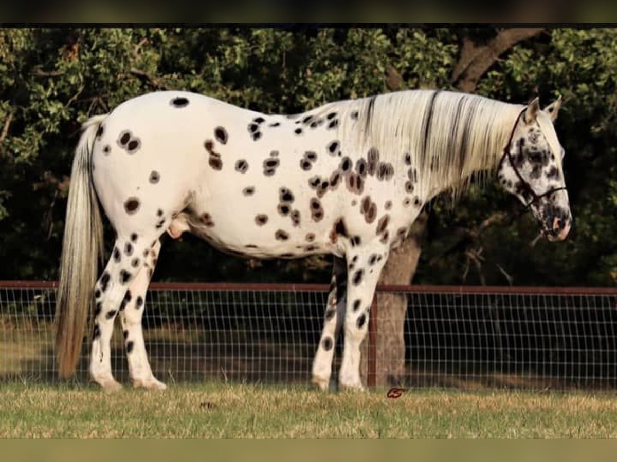 Appaloosa Caballo castrado 10 años 160 cm Atigrado/Moteado in Frankfurt am Main Appaloosa Caballo castrado 10 años 160 cm Atigrado/Moteado in Frankfurt am Main