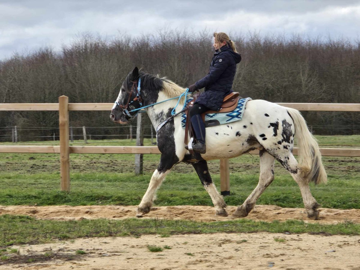 Appaloosa Mestizo Caballo castrado 10 años 162 cm Atigrado/Moteado in Linkenbach