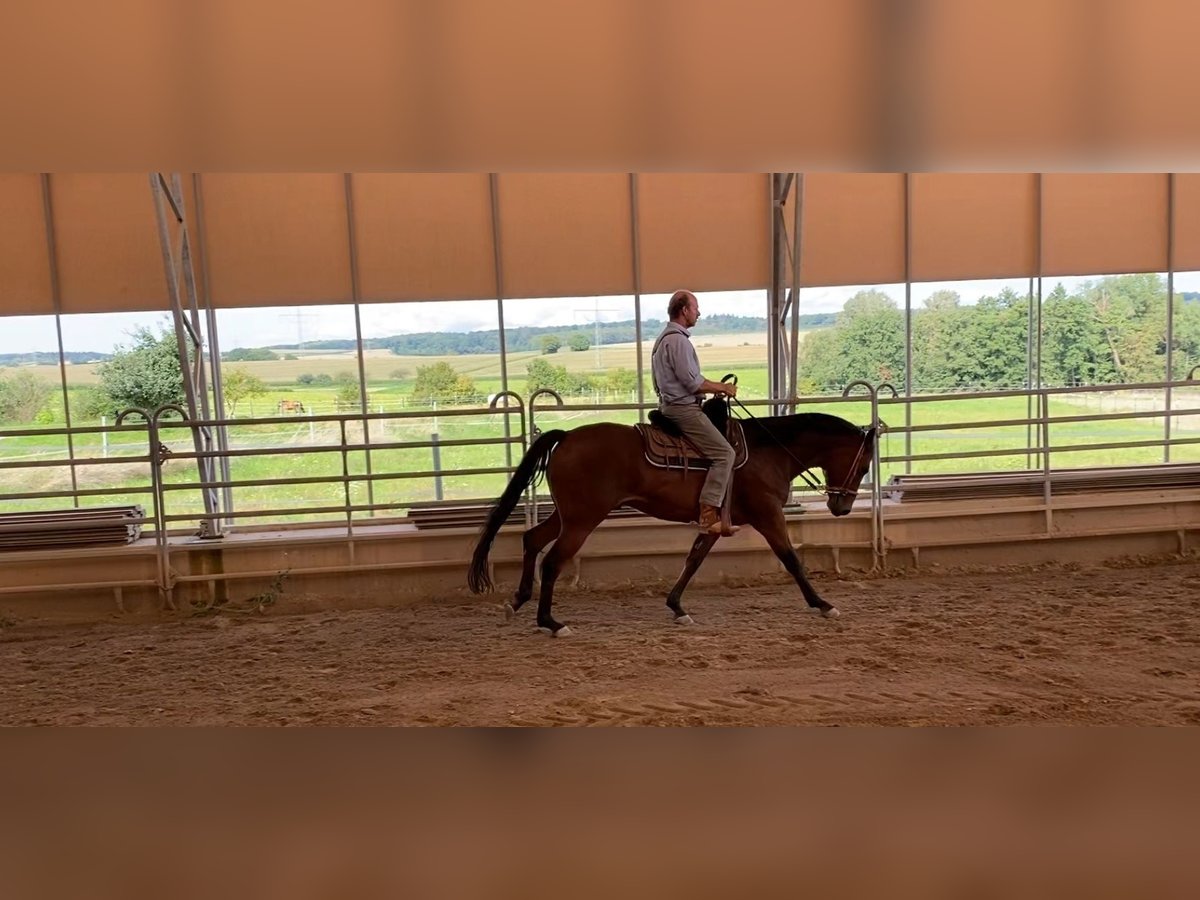 Appaloosa Caballo castrado 10 años 163 cm Castaño in Bad Rappenau