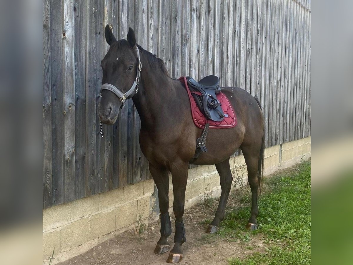 Appaloosa Caballo castrado 10 años 163 cm Negro in Goldkronach