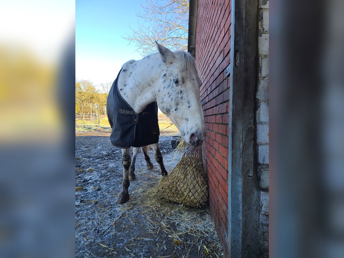 Appaloosa Caballo castrado 12 años 160 cm Atigrado/Moteado in Neuenkirchen-Vörden