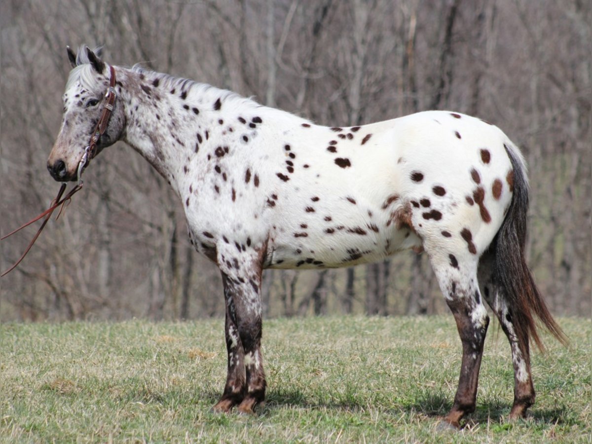 Appaloosa Caballo castrado 12 años Alazán rojizo in Mount vernon KY