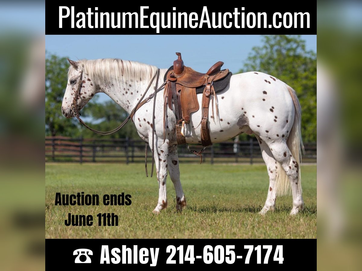 Appaloosa Caballo castrado 13 años Alazán-tostado in Weatherford TX