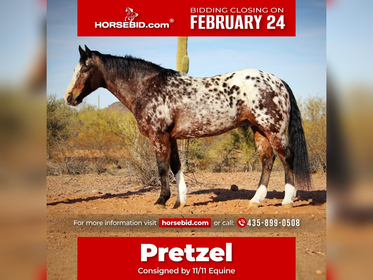 Appaloosa Caballo castrado 15 años 155 cm in Marana, AZ