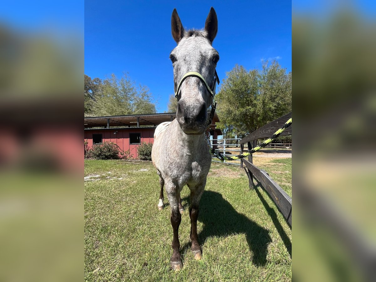 Appaloosa Caballo castrado 15 años Alazán rojizo in Webster FL