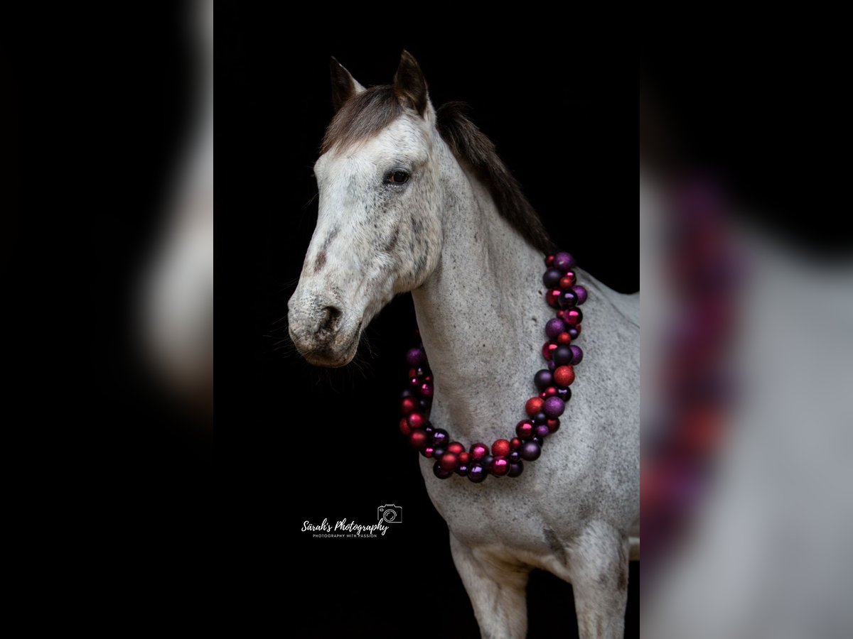 Appaloosa Mestizo Caballo castrado 17 años 150 cm Tordo picazo in Selm