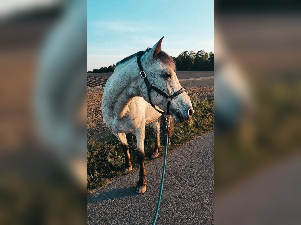 Appaloosa Mestizo Caballo castrado 17 años 150 cm Tordo picazo in Selm