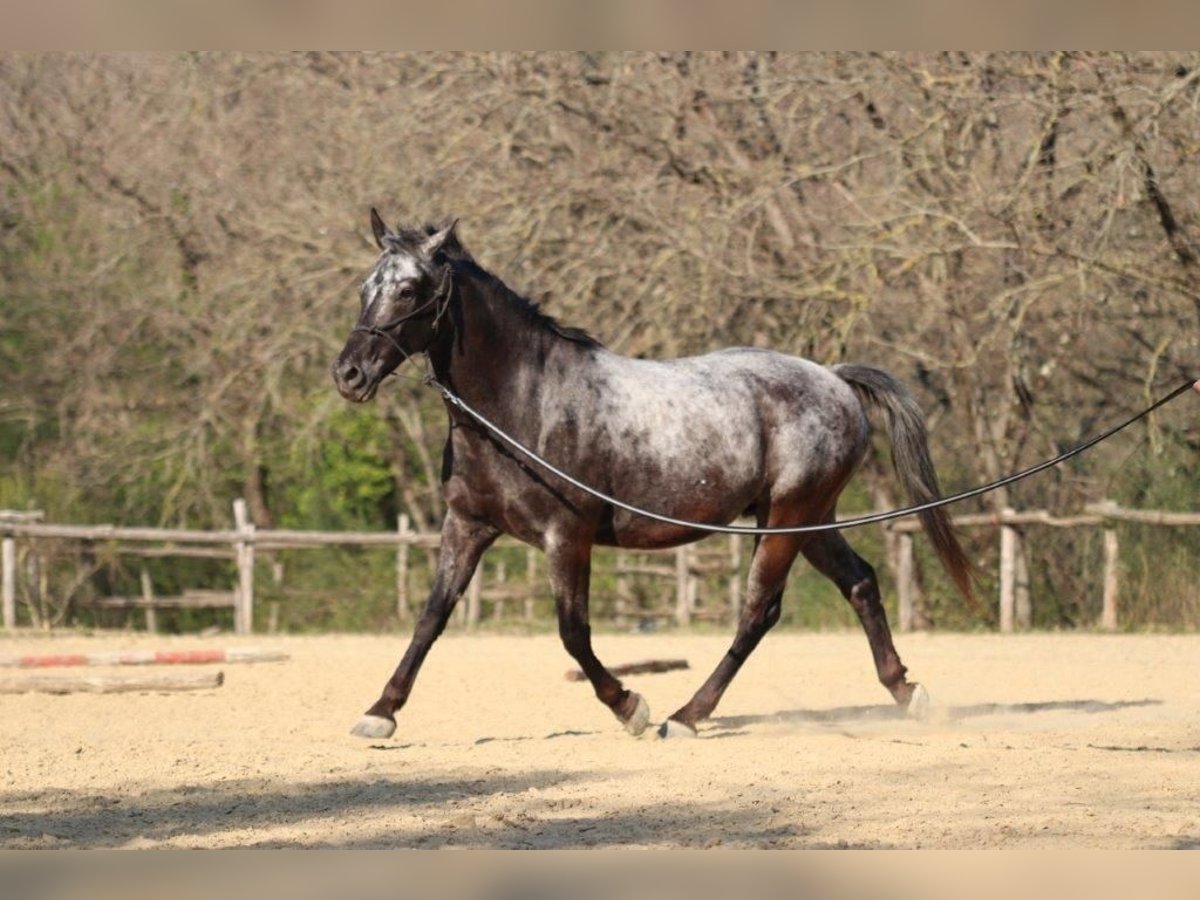 Appaloosa Mestizo Caballo castrado 17 años 154 cm Tordillo negro in Königswinter