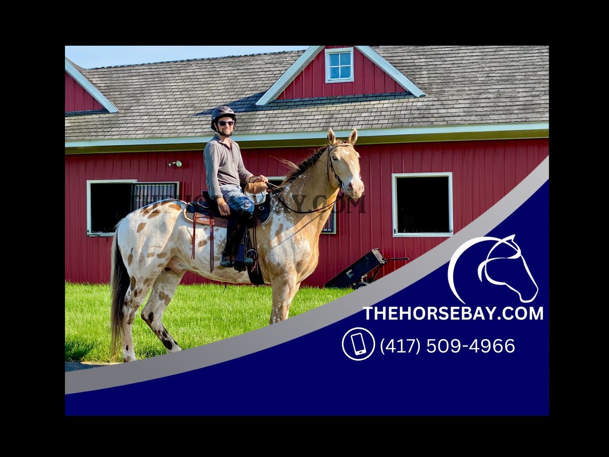 Appaloosa Caballo castrado 17 años 165 cm Alazán-tostado in Ringoes, NJ