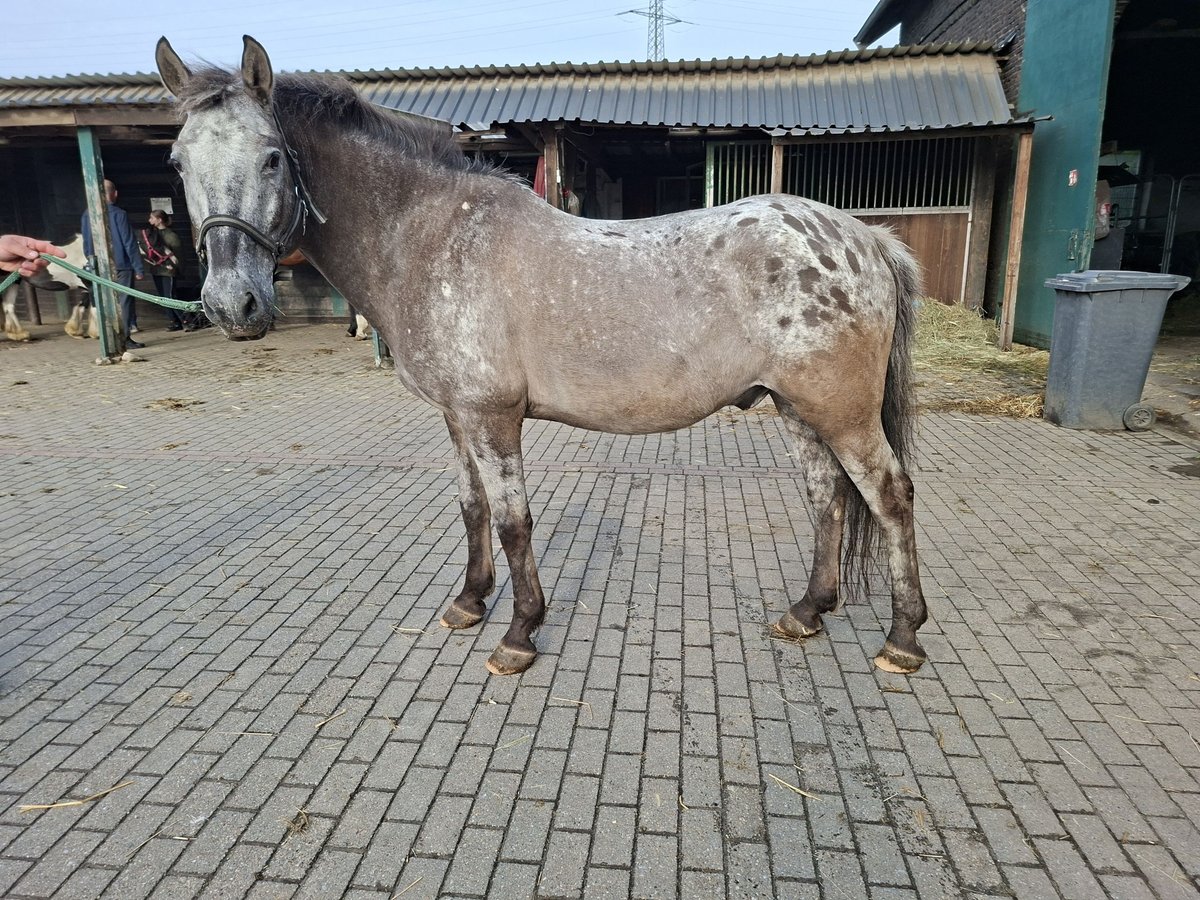 Appaloosa Mestizo Caballo castrado 23 años 145 cm Atigrado/Moteado in Essen