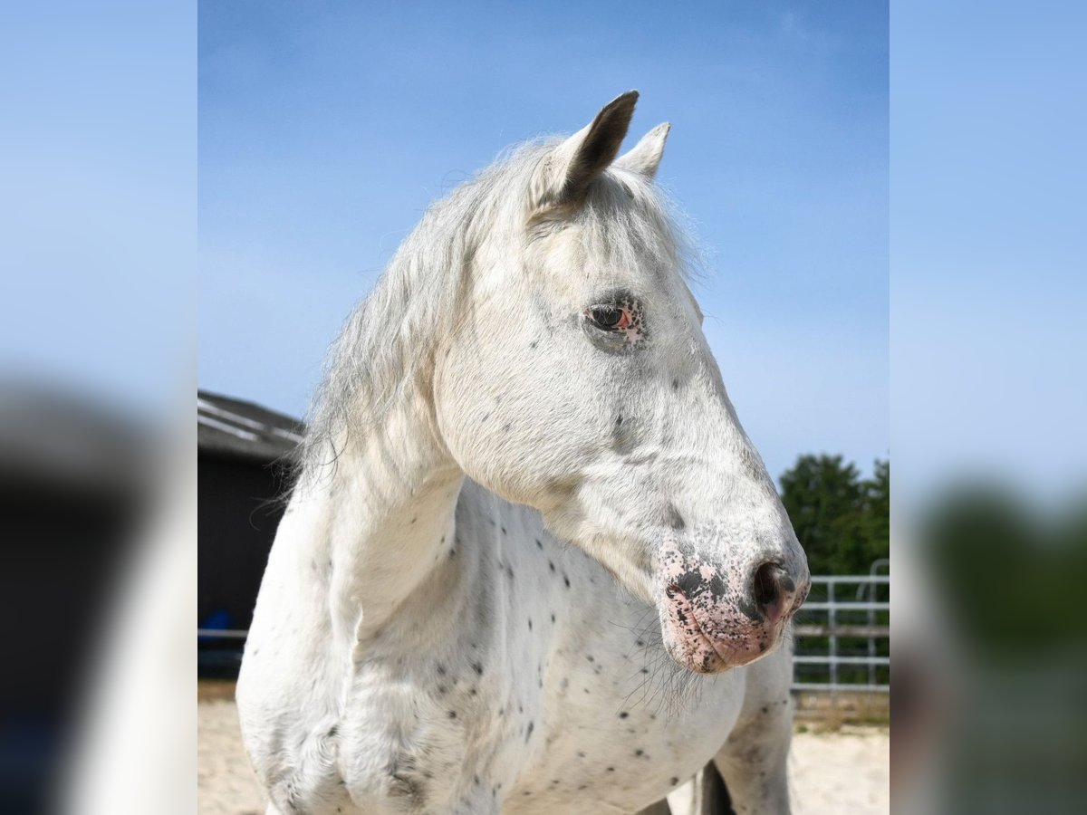 Appaloosa Mestizo Caballo castrado 28 años 147 cm White/Blanco in Overath