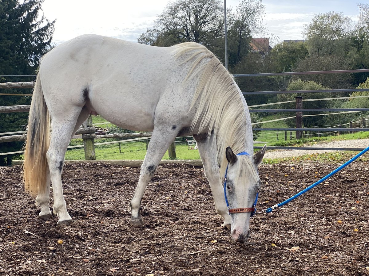 Appaloosa Caballo castrado 2 años 149 cm Tordo picazo in Göppingen