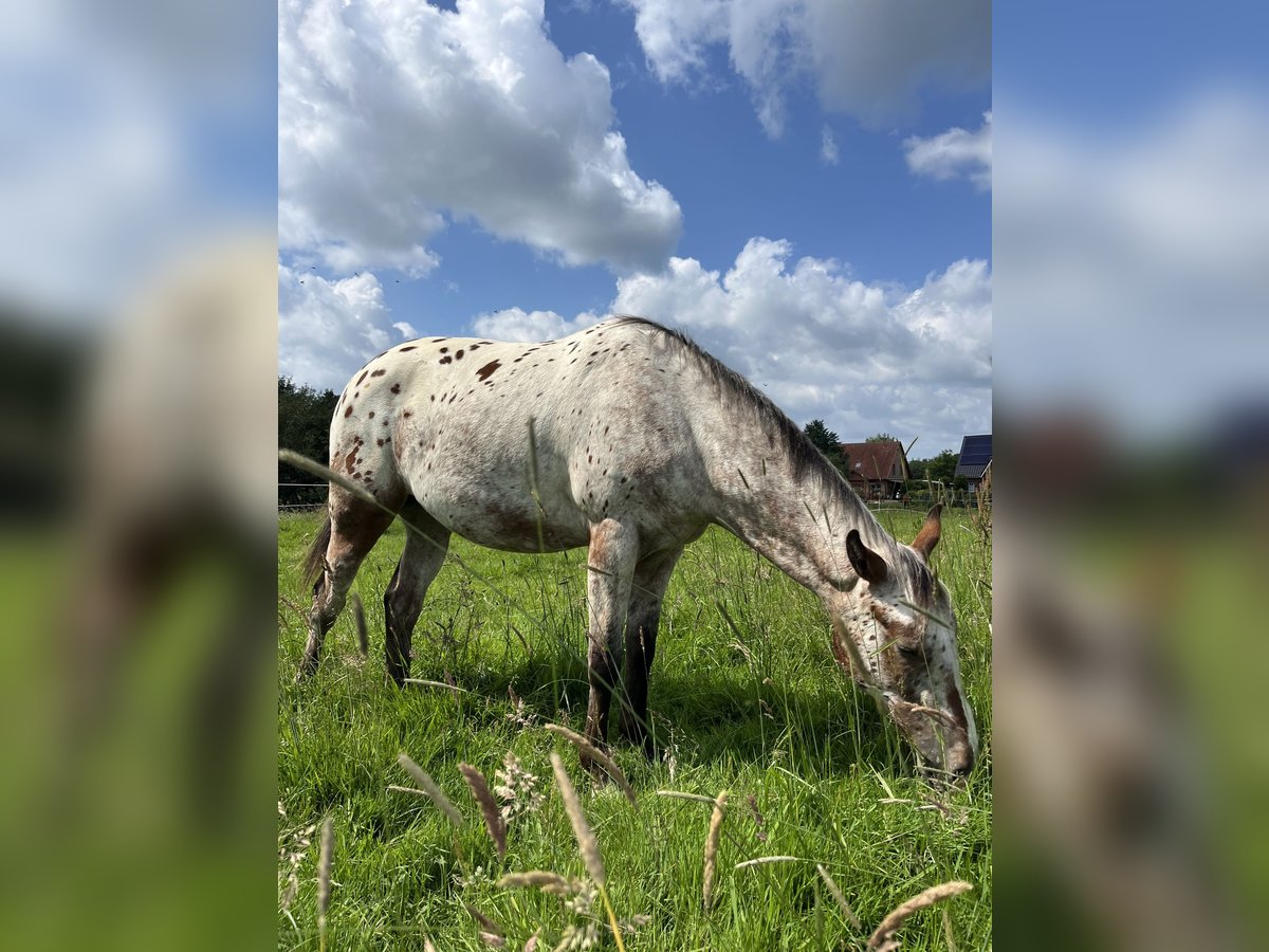Appaloosa Caballo castrado 2 años 151 cm Castaño-ruano in Kutenholz