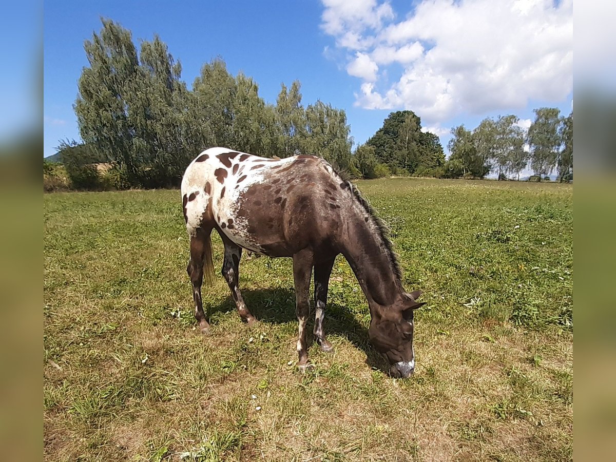 Appaloosa Caballo castrado 2 años 155 cm Castaño rojizo in Martin