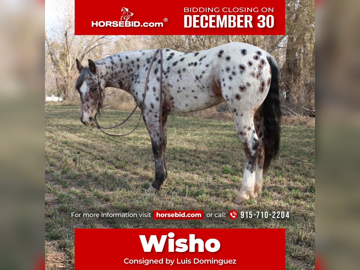 Appaloosa Mestizo Caballo castrado 3 años 150 cm in El Paso, TX