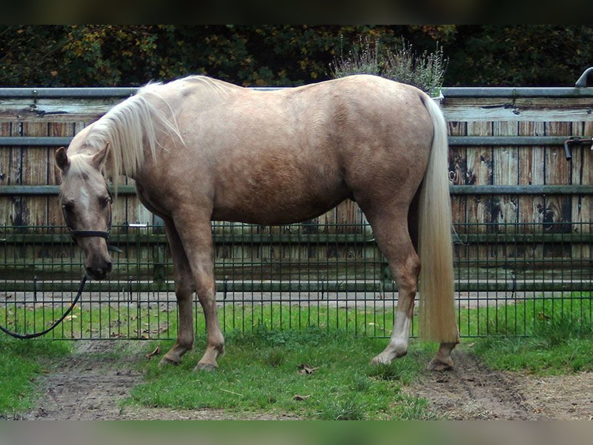 Appaloosa Caballo castrado 3 años 150 cm Palomino in Ratingen