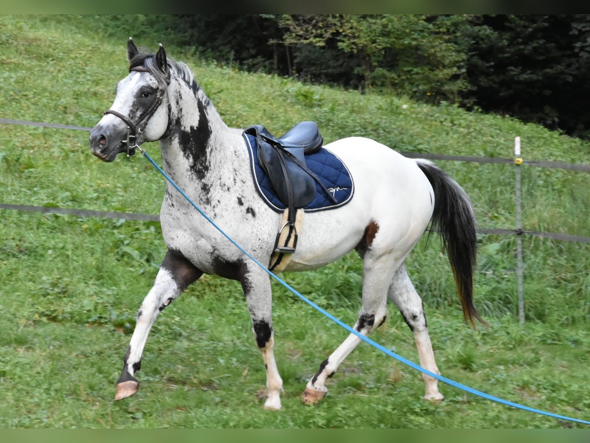 Appaloosa Caballo castrado 3 años 162 cm Pío in Gibswil