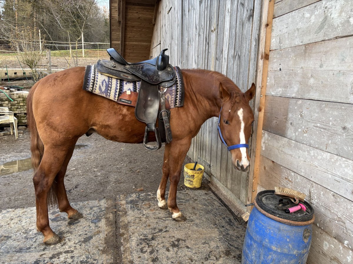 Appaloosa Caballo castrado 3 años Alazán rojizo in Komenda
