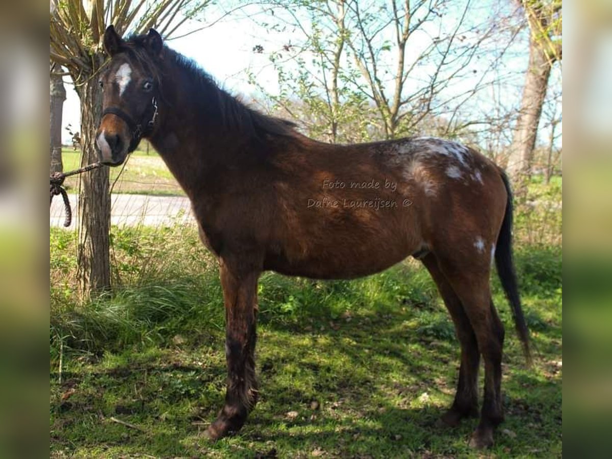 Appaloosa Caballo castrado 3 años Atigrado/Moteado in Boxtel