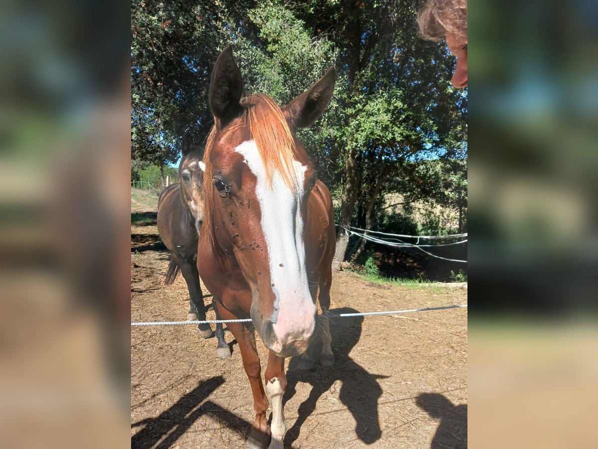 Appaloosa Caballo castrado 4 años 146 cm Alazán in Mata