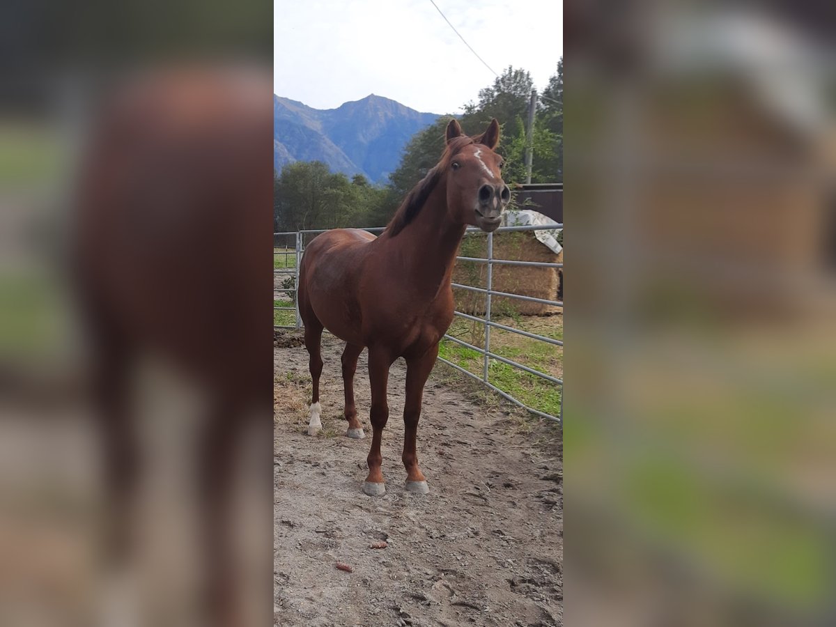 Appaloosa Mestizo Caballo castrado 4 años 150 cm Alazán in Samolaco