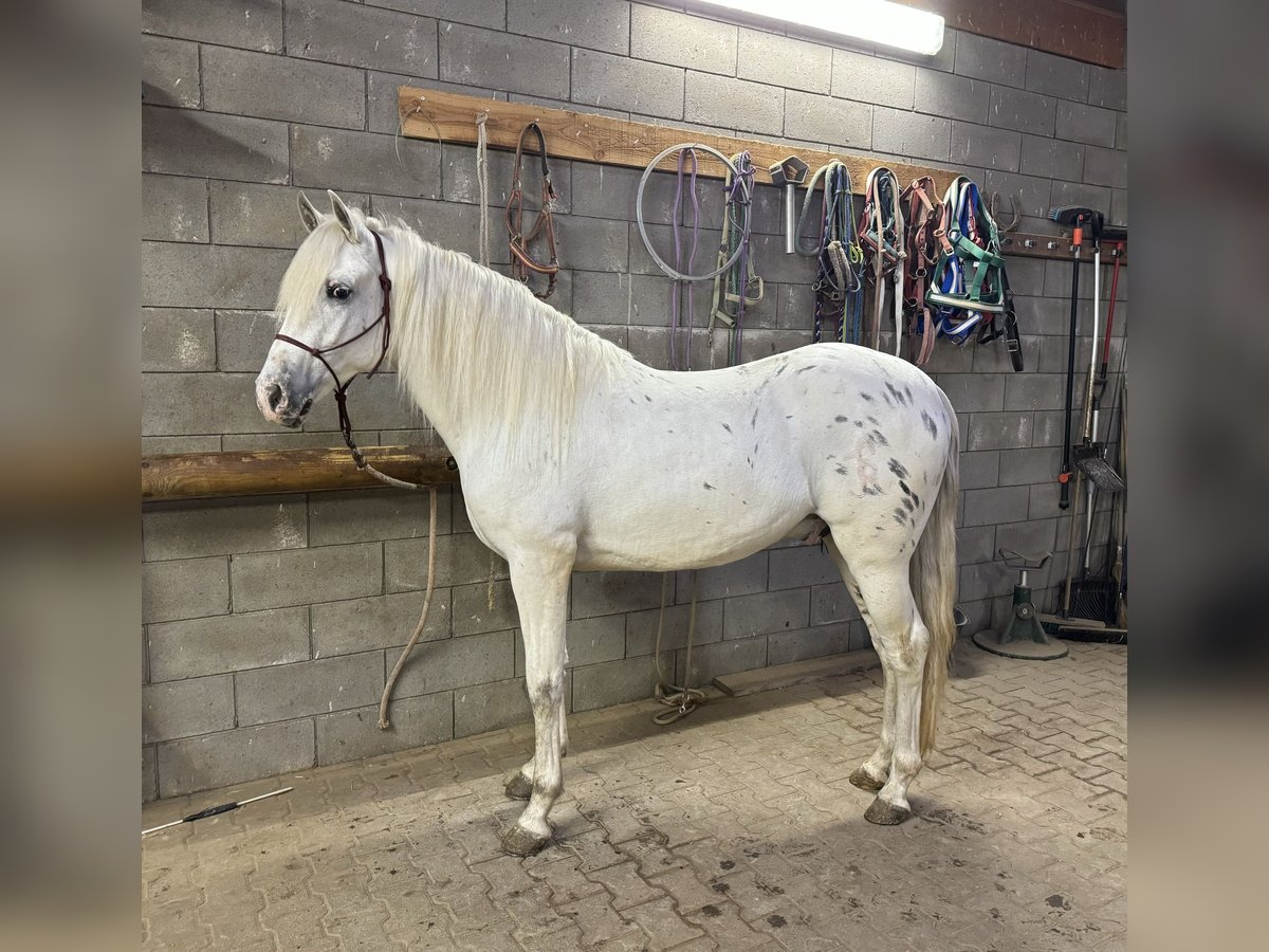 Appaloosa Mestizo Caballo castrado 4 años 152 cm Atigrado/Moteado in Daleiden