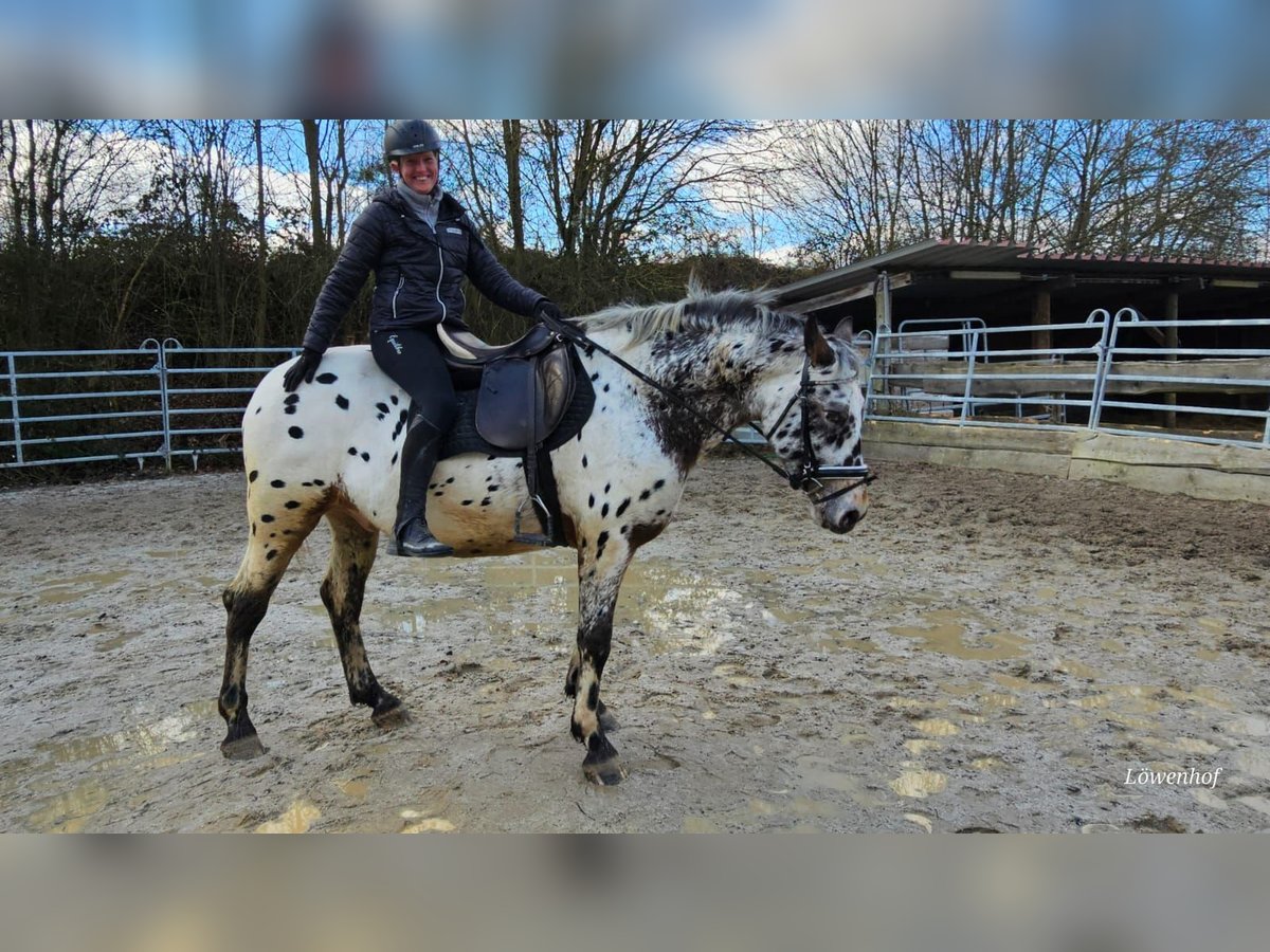 Appaloosa Mestizo Caballo castrado 4 años 156 cm Atigrado/Moteado in Bad Camberg