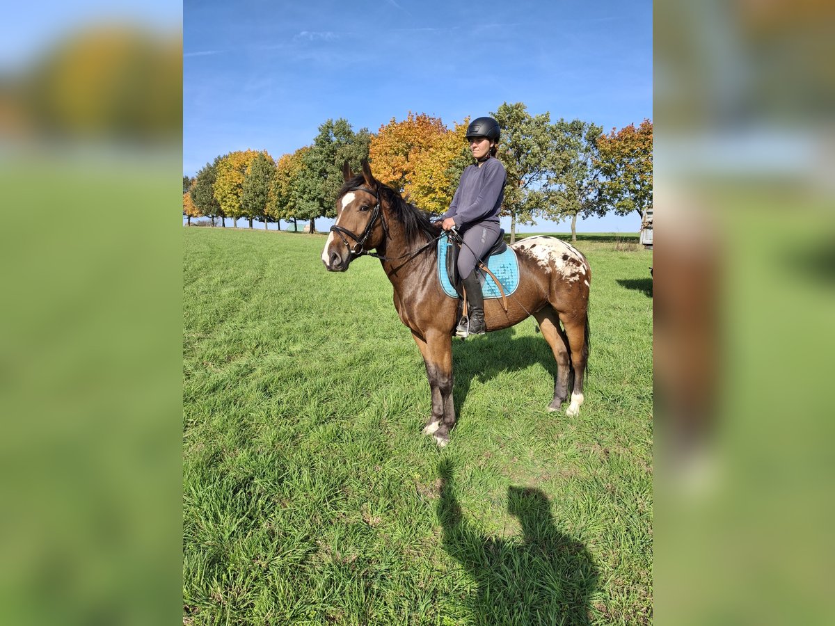 Appaloosa Mestizo Caballo castrado 4 años 158 cm Atigrado/Moteado in Kamenz