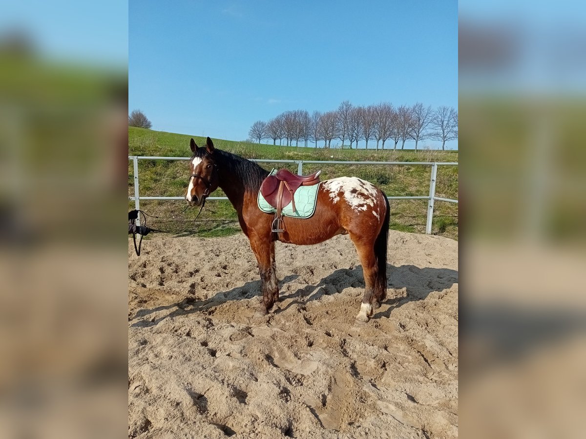 Appaloosa Mestizo Caballo castrado 4 años 158 cm Atigrado/Moteado in Kamenz