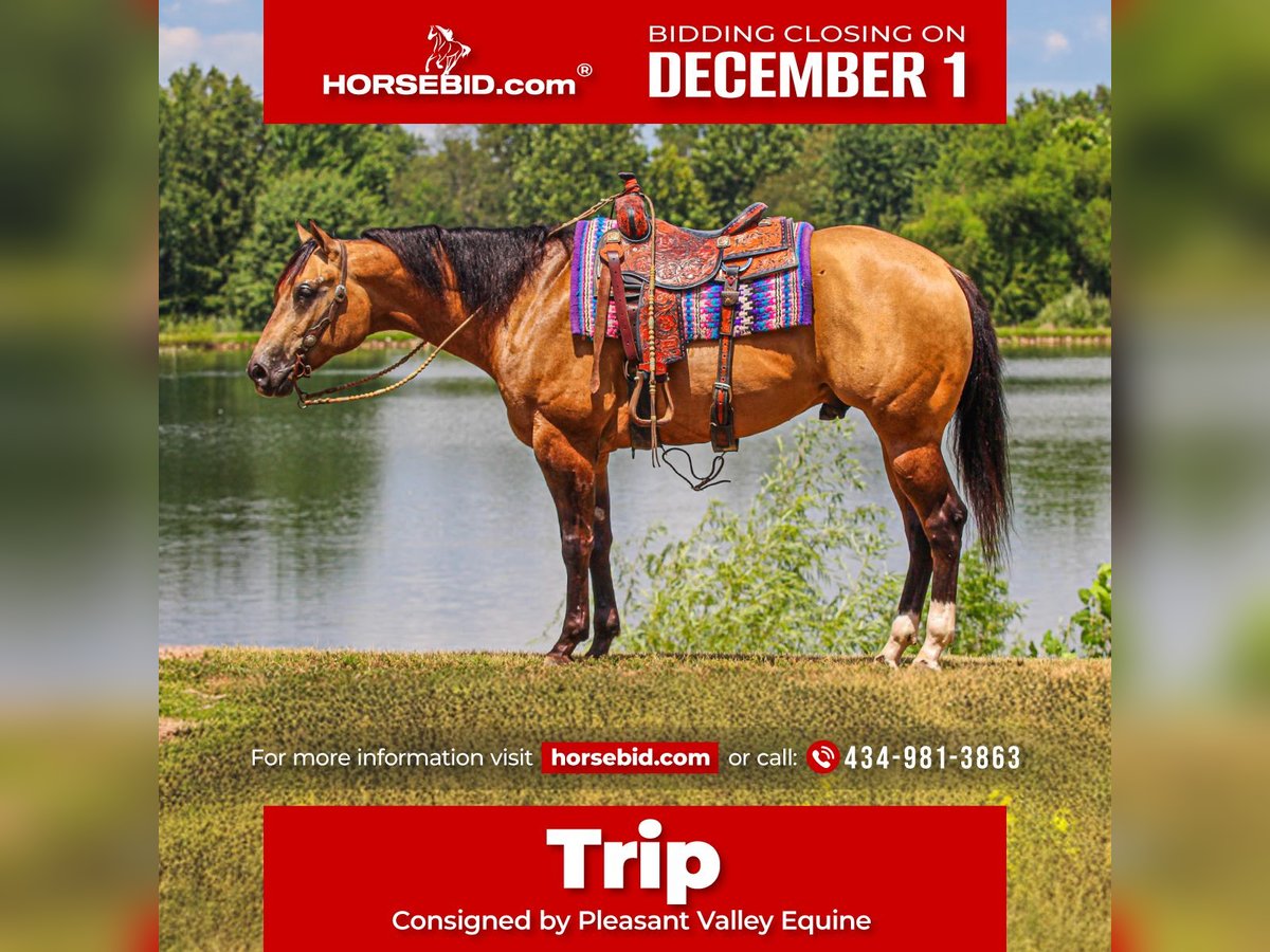 Appaloosa Caballo castrado 4 años 160 cm Buckskin/Bayo in Robards