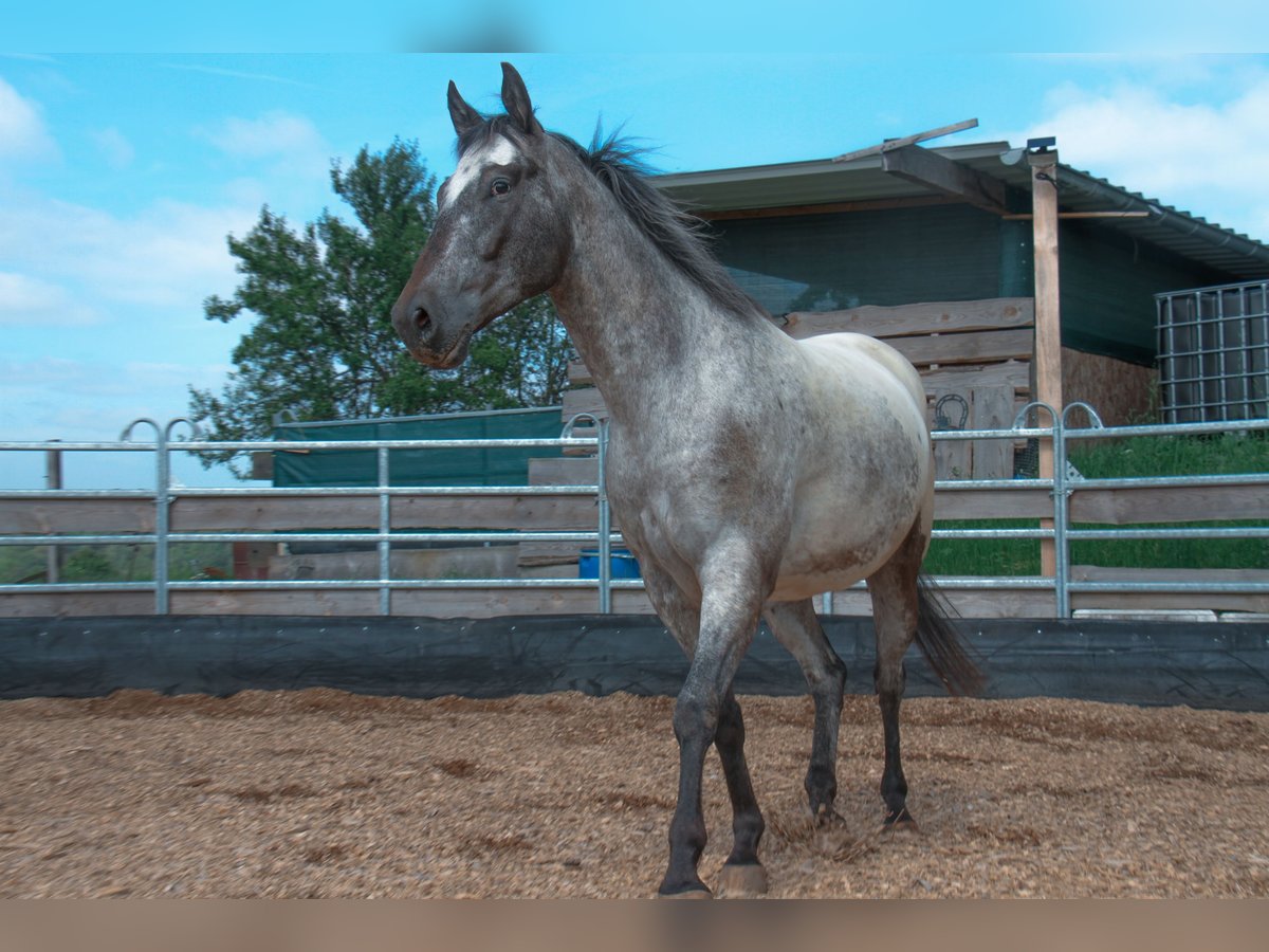 Appaloosa Caballo castrado 5 años 150 cm Castaño in Bad Ems