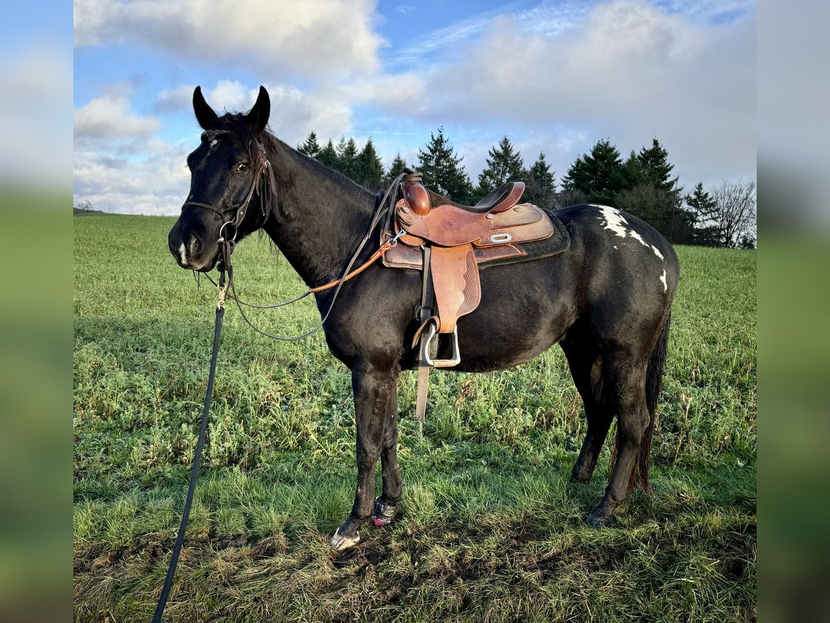 Appaloosa Caballo castrado 5 años 153 cm Negro in Daleiden